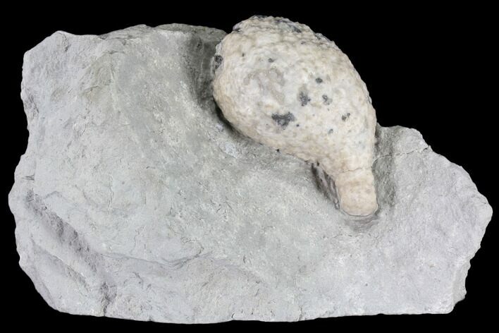 Cystoid Fossil (Holocystites) on Rock - Indiana #85702